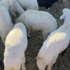 خمسه طليان للبيع حريات شرط