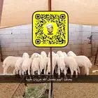 طليان حرية برية للمناسبات