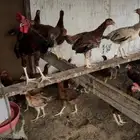 دجاج بلدي للبيع