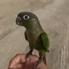 كنيور هدد خارجي