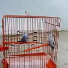 فروخ بادجي للبيع عمر شهرين