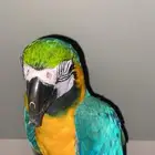 ببغاء مكاو