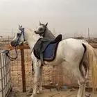 حصان شعبي للبيع
