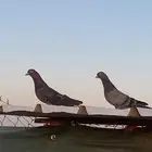 زوج لوت شرط