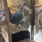 دجاج بلدي بياض 2