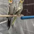 طيور كروان للبيع