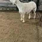 طلي جذع عمره فوق 6 شهور