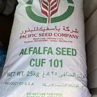 بذور برسيم امريكي