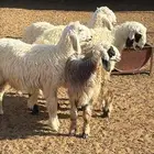 خرفان 3 ورخله العمر 7 شهور