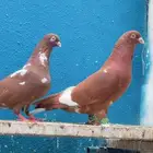 حمام شامي