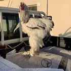 ديك براهما كولمبي صنف