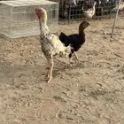 ديك كويتي