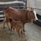 بقره