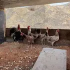 دجاج بياض