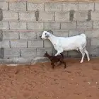 عنز خلفه