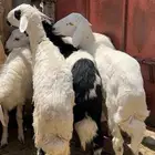 خرفان بلديه