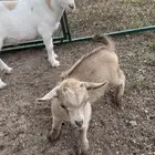 الماعز القزم