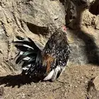 اربع ديك بوم