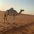 ناقتين ضرايب