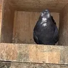 حمام