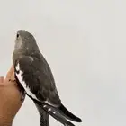 كروان هولندي الطير عمره شهر و 3 ايام