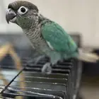 للبيع فرخ كنيور بلو شك
