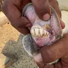 عنز يتبعها تيس