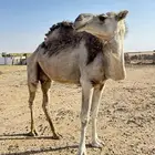للبيع ناقه ضروبه