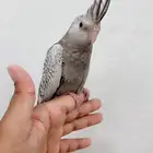 كروان اليف