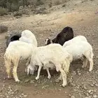 غنم ضان ومعزا