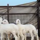 رخال حريه
