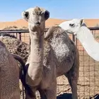 قعود عدل ومغل ق