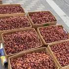 تمر صفري هليل