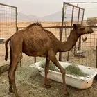 قعدان للبيع