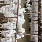 بهم تربيه نظيف