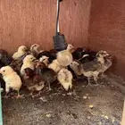 صيصان دجاج