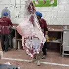 فقار حاشي بلدي ذبح يومي