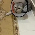 قطه مهجنه سكوتش قولد وشيرزاي هملايا