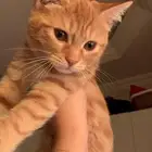 قط ذكر للتبني