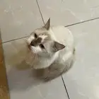 قطوة ضائعه للتبني