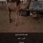 ناقه للبيع
