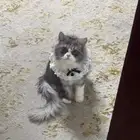 قطة انثى لون رصاصي وابيض لون نادر وجميله