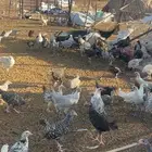 دجاج بلد
