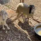 اعرض لكم رخل ورخله للبيع