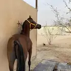 حصان فاخرللبيع