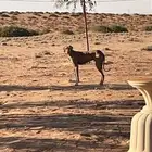 مطلللوب سلق