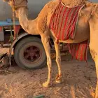 للبيع رحول ابل كل علومها طيبه