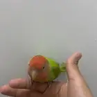 جوز روز للبيع