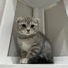 قط سكوتش فولد ذكر