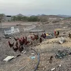 ديكه بلديه